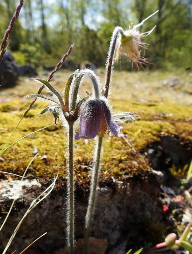 Pulsatilla pratensis - ahokylmänkukka löytyi 2000-luvun alkupuolella Ahvenanmaan Lemlandista, Herröskatanin luonnonsuojelualueelta. Vuonna 2013 kalliokedolla kasvoi kuusi lähekkäistä, pientä yksilöä, joista neljässä oli kukkavarsi. Vuonna 2025 yksilöitä oli viisi, joista kolmessa oli yhteensä neljä kukkavartta ja kaksi oli kukkimatonta. Kukkimisaikana kasvin korkeus kukkineen on noin 5-25 cm. A, Lemland, eteläpää, Björkö, Herröskatanin luonnonsuojelualue, 20.5.2025. Ellei toisin mainita, kuvat ovat tältä samalta kasvupaikalta. Copyright Hannu Kämäräinen.