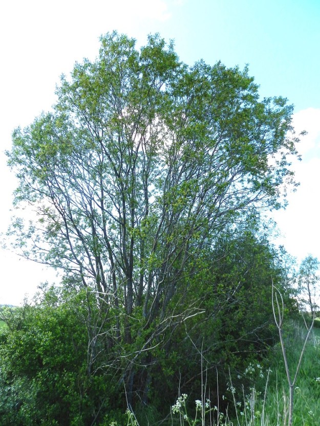 Salix pentandra - halava on noin 2-15 m korkeaksi kasvava, yksi- tai monirunkoinen puu tai iso pensas. Monirunkoisilla yksilöillä latvus ja oksisto ovat pyöreähköt ja yksirunkoisilla puilla soikeahkot. Päähaarat ovat aika vankat ja edelleen haarajatkoisesti haarovat. Ne ovat haarojensa kanssa enimmäkseen pystyhköt tai yläviistot. EH, Hämeenlinna, Vuorentaka, Hämeen Härkätien (tie 2855) varren laaja peltoaukea, Tauru-Peltolan tilan lounaispuolen pelto-ojan laide, 6.6.2012. Copyright Hannu Kämäräinen.