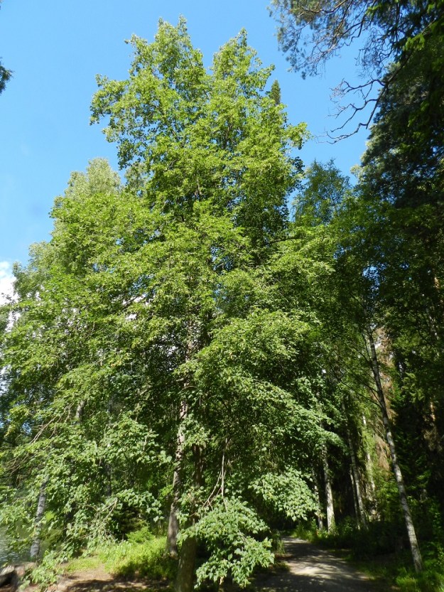 Tilia cordata - metsälehmus on yksi- tai monirunkoinen, pysty ja pyöreähkölatvuksinen lehtipuu, joka on yleensä noin 10-30 m korkea. Avoimemmalla paikalla puut ovat rehevän lehtevät, ja alemmat oksat usein yltävät alaspäin kaartuen lähes maahan saakka. EH, Hämeenlinna, Aulanko, luonnonsuojelualue, Joutsenlammen kaakkoispuolinen rantametsä, 30.7.2011. Copyright Hannu Kämäräinen.