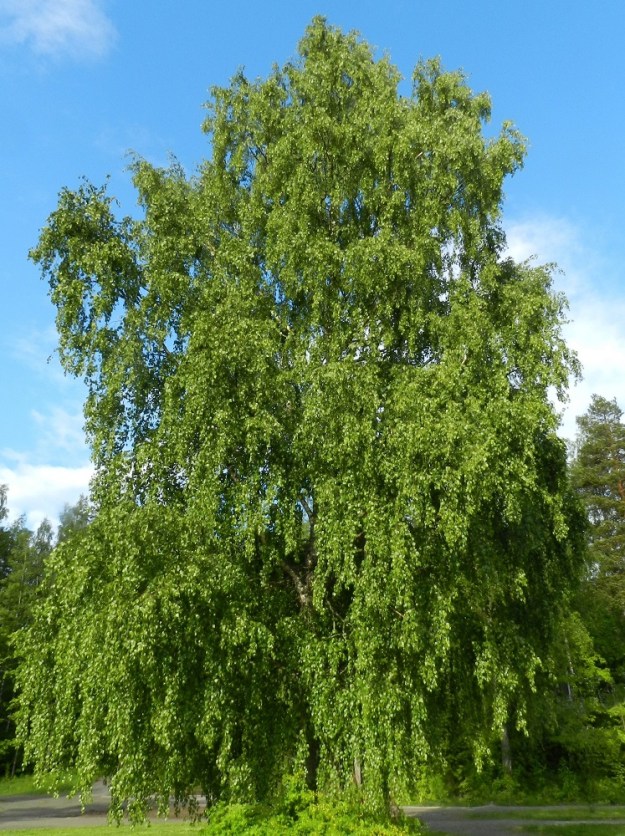 Betula pendula - rauduskoivun avoimilla paikoilla kasvavia, alas asti oksaisia, tuuhean lehteviä puita, joiden pitkät, riippuvat oksat yltävät maarajaan saakka, kutsutaan riippakoivuiksi. EH, Hämeenlinna, Loimalahti, Alajärvi, Tervaniemen ranta-alue uimarannan luona, 5.6.2012. Copyright Hannu Kämäräinen.