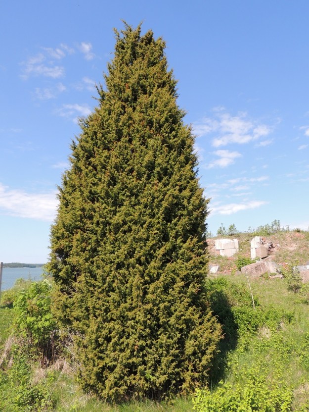 Juniperus communis subsp. communis - metsäkataja on useimmiten pystyn pensasmainen, ja sen korkeus on tavallisesti noin 0,5-3,5 m. Laji suosii valoisia kasvupaikkoja. Avoimella alueella se voi tulla säännöllisen sopusuhtaiseksi, tiheäksi ja soikean kartiomaiseksi pensaaksi. A, Sund, Prästö, Barsneuddenin niemi, Bomarsundin Prästötornetin raunion viereinen niitty- ja ketoalue, 28.5.2013. Copyright Hannu Kämäräinen.