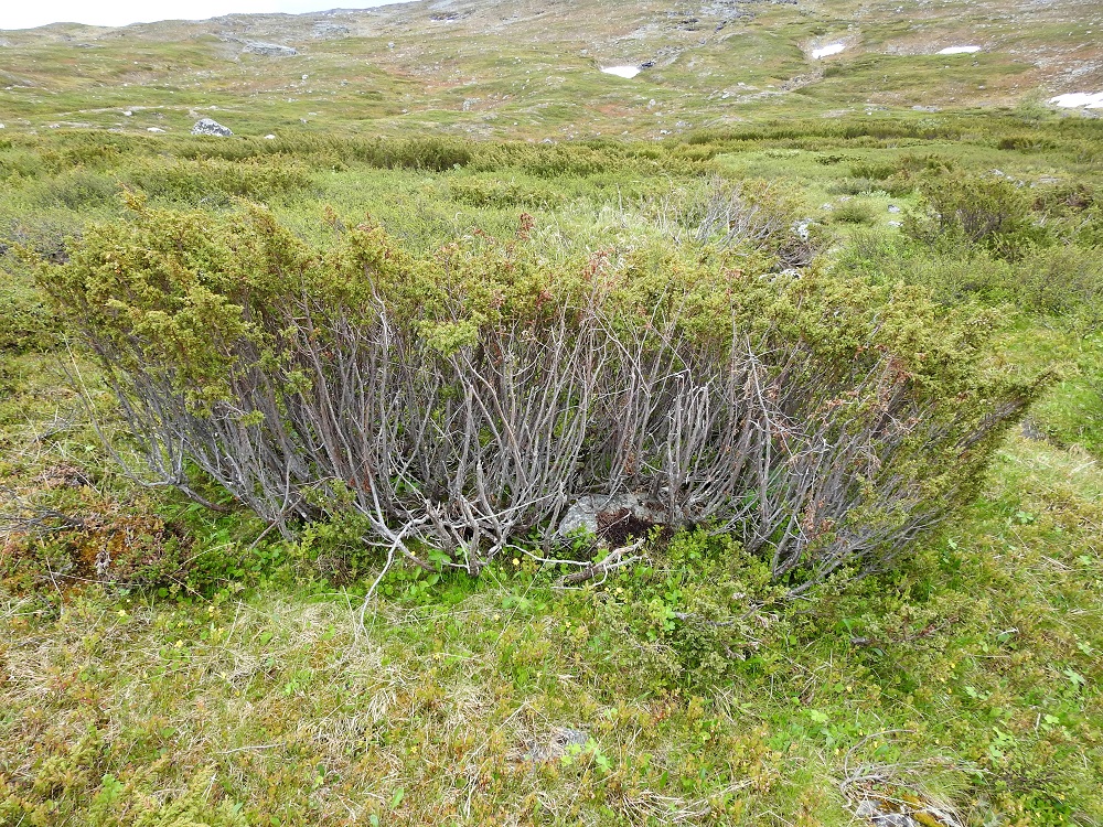 Juniperus communis subsp. nana - lapinkataja voi olla myös pysty, noin 0,2-1 m korkea pensas varsinkin kasvaessaan peitteisemmässä metsämaastossa. Näyttää se toki onnistuvan avoimella tunturikankaallakin, mutta siellä latvan nostaminen ylemmäksi vaatii myös veronsa. Usein vain nuoremmat latvusoksat saavat pitää neulasensa, ja alemmat osat karsiutuvat paljaan oksattomiksi. EnL, Enontekiö, Kilpisjärvi, Saanan luoteispuolen alapaljakan tunturikangas Saanajärven polun varrella, n. 620 m mpy, 4.7.2025. Copyright Hannu Kämäräinen.