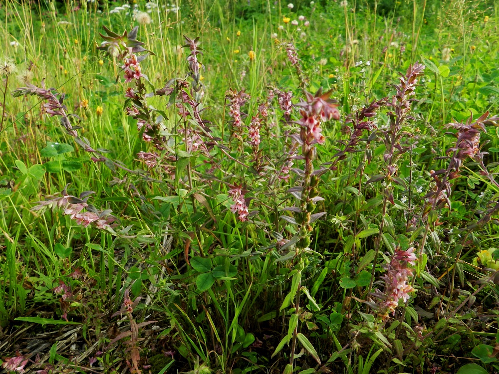 Odontites vulgaris - punasänkiön kasvupaikkoina ovat lähinnä pellonlaiteet, laitumet, pientareet ja tienvarret, pihat, joutomaat sekä venerannat ja myös merenrantaniityt. EH, Hämeenlinna, Majalahti, Louhoksentien varren maanläjitysalue, 9.8.2011. Copyright Hannu Kämäräinen.
