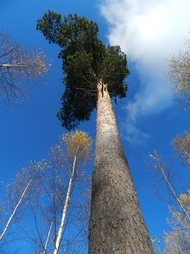Pinus sylvestris - metsämänty on kangasmaastossa ja yleensäkin metsässä kasvaessaan pituuteensa nähden yleensä solakkarunkoinen, latvaosaan saakka haaraton ja oksaton. EH, Hämeenlinna, Vuorentaka, Lakeentien päästä lähtevän pikkutien varren metsäalue Vähä-Tertin tilan länsipuolella, 9.10.2011. Copyright Hannu Kämäräinen.