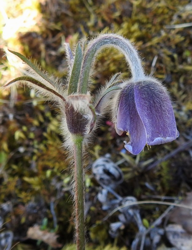 Pulsatilla pratensis - ahokylmänkukan kukkavarret ovat haarattomat, tiheästi pehmeä-, pitkä- ja valkokarvaiset sekä täyteiset. Kukat ovat varsien kärjessä yksittäin, ja niiden kukintavaiheessa tavallisesti noin 10-14 cm pitkää perää kehystää varsilehtikiehkura. Kapean kellomaiset kukat ovat nuokkuvia ja avoimimmillaan läpimitaltaan noin 30-40 mm. Ulospäin kukan näkyvin osa muodostuu kahdesta sisäkkäisestä ja terälehtimäisestä kehälehtikiehkurasta, joissa on yhteensä kuusi kehälehteä. Ulommat niistä ovat leveänsuikeat tai soikeahkot ja sisemmät kapean vastapuikeat. Kehälehdet ovat tavallisesti noin 15-30 mm pitkät ja leveimmältä kohtaa noin 5-15 mm leveät. 20.5.2025. Copyright Hannu Kämäräinen.