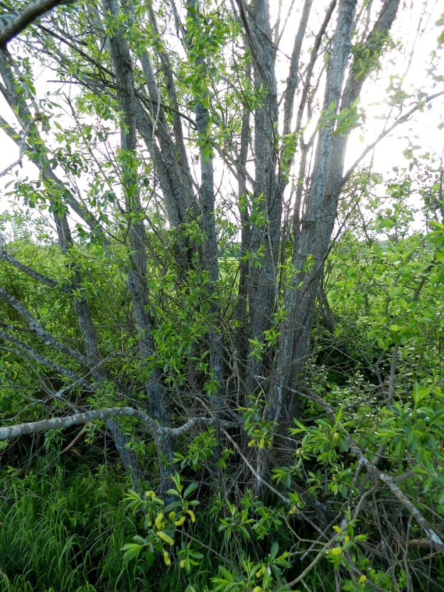 Salix pentandra - halavan rungon ja päähaarojen pinta muuttuu iän myötä uurteiseksi. Puumaisen yksilön rungon läpimitta on nuoruusvaiheen jälkeen useimmiten noin 10-30 cm, mutta voi iäkkäällä yksilöllä olla selvästi enemmänkin. EH, Hämeenlinna, Vuorentaka, Hämeen Härkätien (tie 2855) varren laaja peltoaukea, Tauru-Peltolan tilan lounaispuolen pelto-ojan laide, 6.6.2012. Copyright Hannu Kämäräinen.