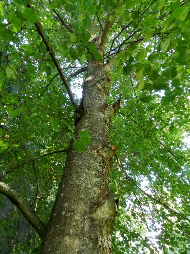 Tilia cordata - metsälehmuksen runko, haarat ja paksummat oksat ovat ruskeanharmaakuoriset. Puun kansanomainen nimi, niinipuu, johtuu rungon pintakuoren alla olevasta nilakerroksesta, joka on hyvin sitkeää ja pitkäkuituista. Tästä niineksi kutsutusta kerroksesta opittiin jo varhain valmistamaan erityisesti köysiä ja myös monenlaisia punontatöitä. EH, Hattula, Sattula, Lehijärven etelärannan metsä Sattulantien varressa, 4.8.2011. Copyright Hannu Kämäräinen.