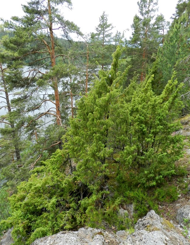 Juniperus communis subsp. communis - metsäkataja on nimensä mukaisessa maastossa kasvaessaan yleisimmin monivartinen, harottavahaarainen ja vailla säännöllistä ulkomuotoa. Mitä suurempi on varjostus, sitä kituliaampi ja vähävartisempi on kasvutapa. EH, Hämeenlinna, Luhtiala, Aulangonjärven koillisrannasta jyrkästi nouseva Levonkallio, kalliorinteen hyllyt, 23.6.2012. Copyright Hannu Kämäräinen.