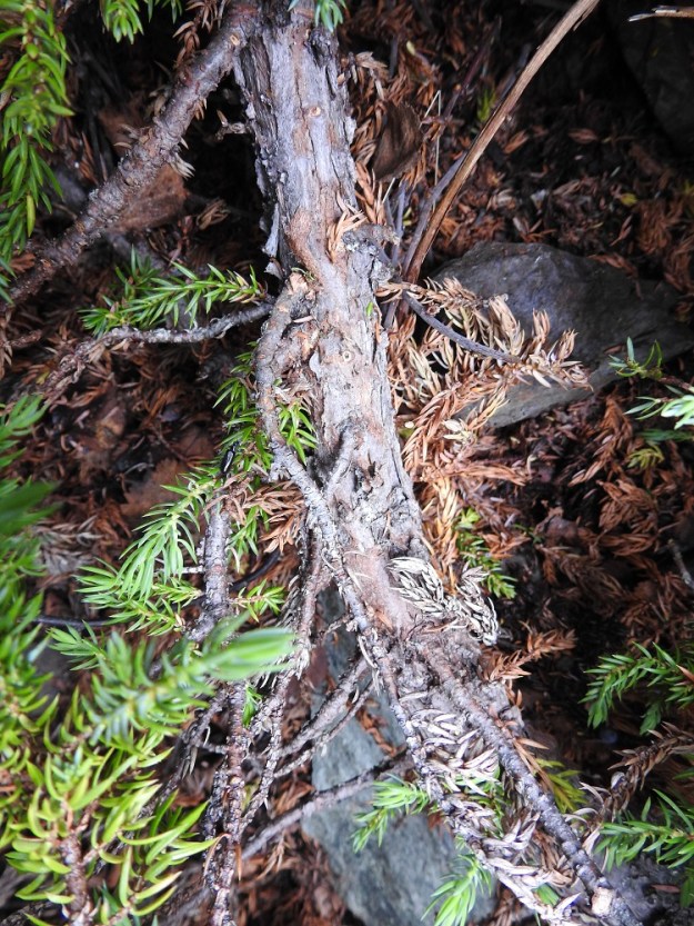 Juniperus communis subsp. nana - lapinkatajan päävarret ja vanhemmat oksat ovat harmaat tai harmaanruskeat, aika ohutkuoriset ja pinnaltaan suikaleina hilseilevät. EnL, Enontekiö, Kilpisjärvi, Saanan lounaisrinne, jyrkkärinteinen ja kallioinen tunturikoivikon harva yläosa retkeilykeskuksen yläpuolella, luonnonsuojelualue, n. 585 m mpy, 16.7.2023. Copyright Hannu Kämäräinen.