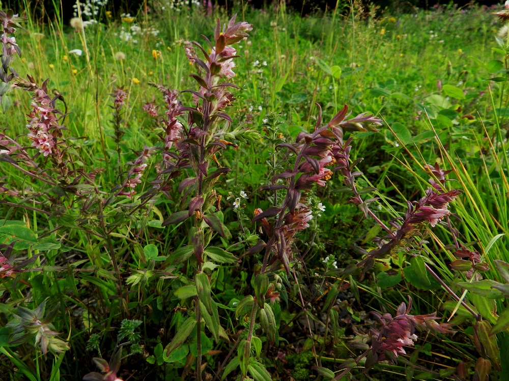 Odontites vulgaris - punasänkiö on puoliloinen, joka yhteyttää normaalisti mutta varmistaa riittävän ravinteiden saannin loisimalla imujuurillaan kasvukumppaneitaan. Kuvassa tyvellä kasvaa toinen puoliloinen, tanakkasilmäruoho, Euphrasia nemorosa. EH, Hämeenlinna, Majalahti, Louhoksentien varren maanläjitysalue, 9.8.2011. Copyright Hannu Kämäräinen.