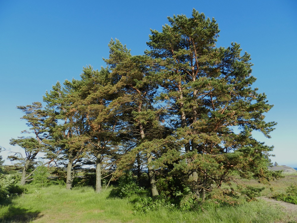 Pinus sylvestris - metsämännystä tulee avoimilla paikoilla, kuten tienvarsilla, pellon- ja niitynlaiteilla sekä rannikkoalueilla ja saaristossa kasvaessaan hyvin toisennäköinen edelliseen kuvaan verrattuna. Tällöin männyt ovat usein pituuteen nähden paksurunkoisia, aika alhaalta asti vankkahaaraisia ja oksistonsa laajalle levittäviä mutta eivät kovin korkeita. Lisäksi varsinkin rannikkoseuduilla ja saaristossa puut voivat olla yksilöllisen vänkyräisiä ja merituulen alla taipuneita. U, Hanko, Kolavikenin merenlahden itälaidassa olevan Stora Tallholmenin ja Lilla Tallholmenin niemiparin tyven ranta-alue, 18.6.2012. Copyright Hannu Kämäräinen.
