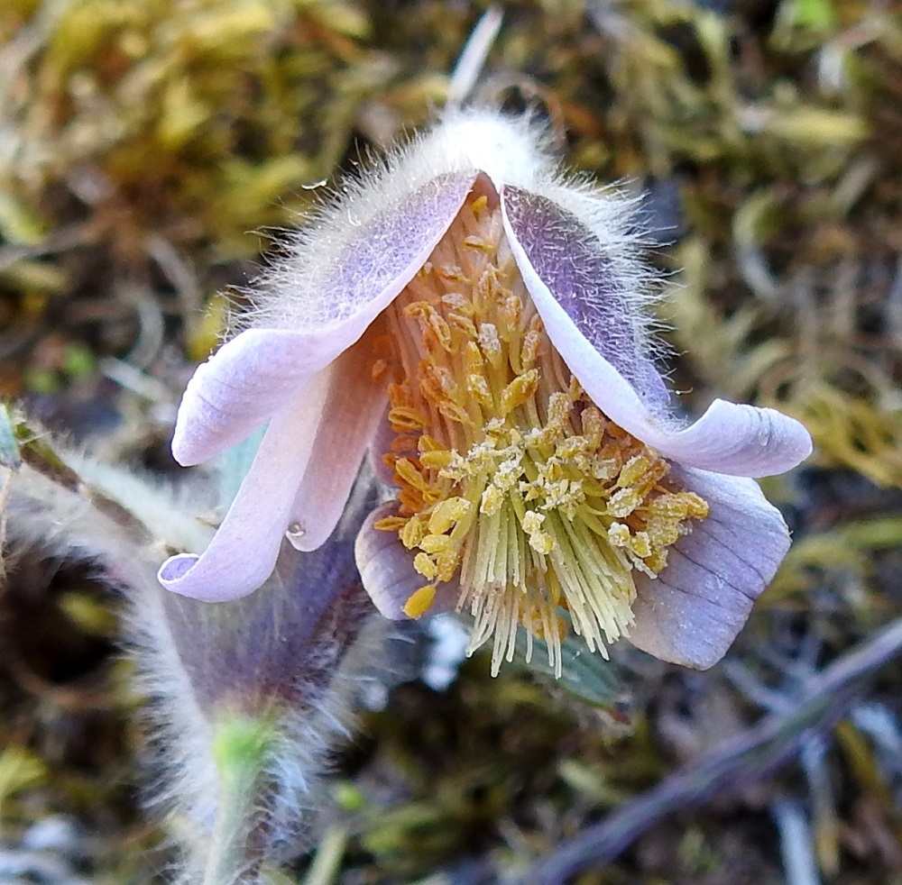 Pulsatilla pratensis - ahokylmänkukan kehälehtien ulkopinta on valkokarvainen, vaaleamman tai tummemman sinipunainen ja harvoin kermanvalkoinen. Sisäpinta on valkoinen ja vanhemmiten tummuva. Kukassa ei ole näkyviä terälehtiä, sillä ne ovat muuntuneet heteiden tyvellä oleviksi, pieniksi mesilehdiksi. Keltaponsisia heteitä on runsaasti, ja ne ympäröivät tiiviisti pitkien emien runsasta kimppua. Emin vartalon kärjessä oleva luotti ei juurikaan erotu vartalosta. 20.5.2025. Copyright Hannu Kämäräinen.
