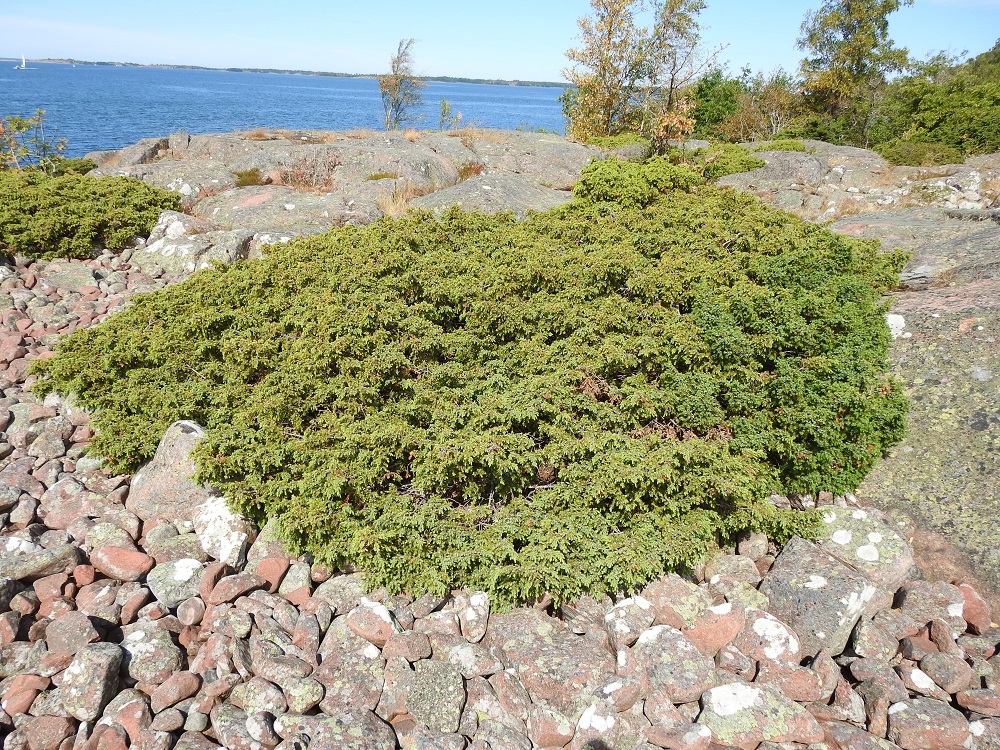 Juniperus communis subsp. communis - metsäkatajan kasvutapa äärevissä olosuhteissa, paahteisilla merenrantakallioilla, on usein suikertava ja laajan patjamainen. Se muistuttaa lapinkatajan yleisintä kasvumuotoa. Metsäkataja on mestarillisesti sopeutunut kasvamaan hyvin erilaisilla kasvupaikoilla. Niinpä osa tietynlaisesta ulkomuodosta johtuu suoraan kasvupaikasta, mutta osa on varmasti jo siirtynyt perimäänkin. A, Lemland, eteläpää, Björkö, Herröskatanin luonnonsuojelualue, eteläkärjen rantakalliot, 13.7.2022. Copyright Hannu Kämäräinen.