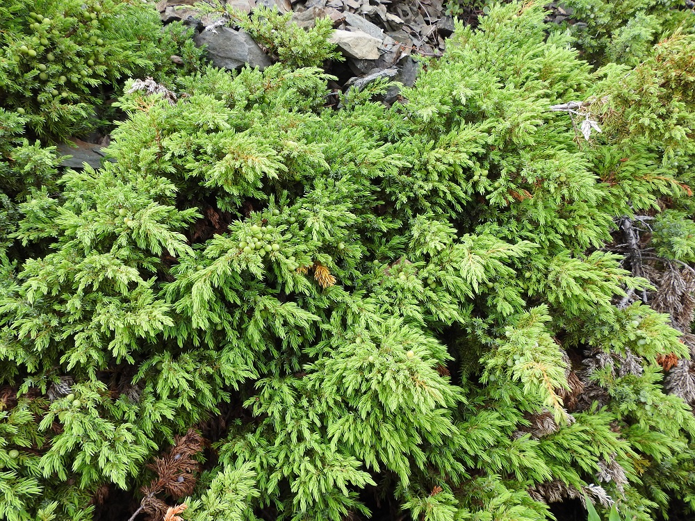 Juniperus communis subsp. nana - lapinkatajan neulasmaiset lehdet ovat oksissa selvästi tiheämmässä kuin kaikissa eliömaakunnissa esiintyvällä nimialalajilla, metsäkatajalla, subsp. communis. EnL, Enontekiö, Kilpisjärvi, Saanan lounaisrinne, jyrkkärinteinen ja kallioinen tunturikoivikon harva yläosa retkeilykeskuksen yläpuolella, luonnonsuojelualue, n. 585 m mpy, 16.7.2023. Copyright Hannu Kämäräinen.
