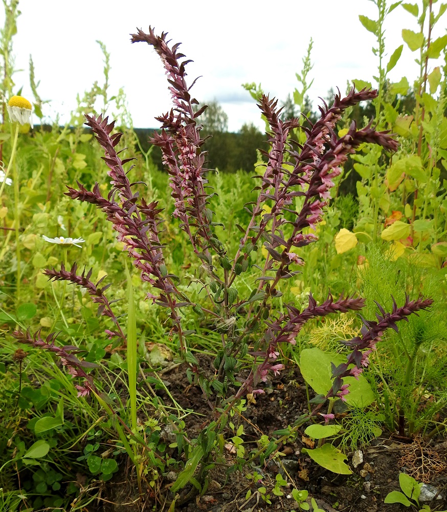 Odontites vulgaris - punasänkiön varsi haaroo tyvi- ja keskiosastaan. Haarat ovat pitkiä, lähes sivulle tai yläviistoon suuntautuvia. Ylimmät haarat voivat yltää lähes varren latvan tasolle. EH, Hämeenlinna, Majalahti, Louhoksentien varren maanläjitysalue, 24.8.2025. Copyright Hannu Kämäräinen.