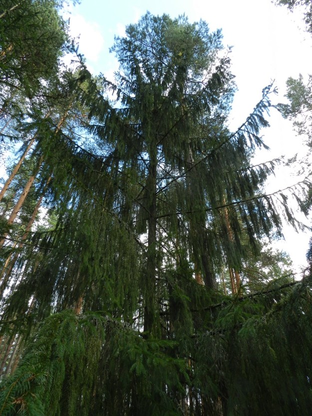 Picea abies - metsäkuusen nimialalajilla, euroopanmetsäkuusella tunnetaan hyvin monia poikkeavia muotoja, joista osaa on jalostettu edelleen koristekasvikäyttöön. Yksi luontaisesti esiintyvä muoto on riippakuusi f. viminalis. Sen oksat suuntautuvat normaalisti sivulle päin, mutta niiden hyvin pitkät haarat roikkuvat aivan rentoina alaspäin. EH, Hämeenlinna, Loimalahti, Kolkanmäki, mäntykangas omakotialueen eteläpuolella, 20.8.2011. Copyright Hannu Kämäräinen.