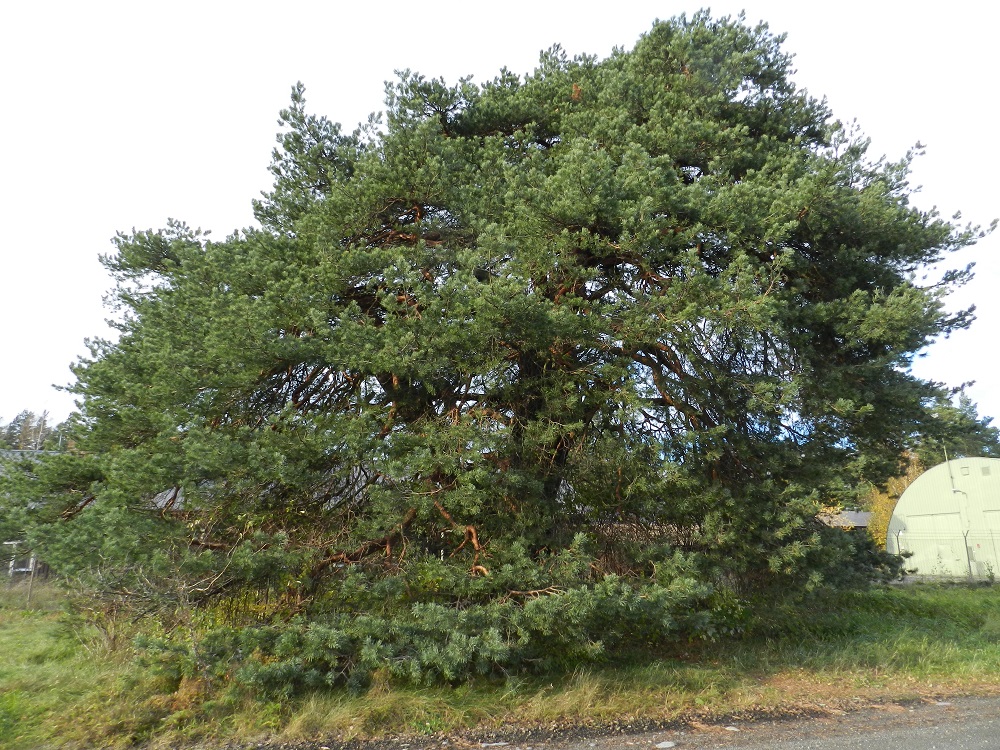 Pinus sylvestris - metsämännyn levittäytymisen suhteen huippuyksilö on Keisarinmäntynä tunnettu, yli 400-vuotias, rauhoitettu puu, jonka alimmat oksat yltävät maahan saakka. Puulla on kuninkaallinen ja keisarillinen historia. Kaksi Ruotsin kuningasta on aterioinut sen alla käydessään katsastamassa sotilasjoukkoja Parolannummen kentällä, Kustaa III 1783 ja Kustaa IV Adolf 1802. Tuolloin puu sai Kuninkaanmänty-nimen. Suomen sodan aikana 1808 kerrotaan erään rakuunan piilottaneen yksikkönsä lipun puun suojaan. Tämän jälkeen alettiin puhua Rakuunanmännystä. Suomen jouduttua Venäjän vallan alle ruokaili kaksi tsaaria Parolassa käydessään puun alla, Aleksanteri I 1819 ja Aleksanteri II 1863. Jälkimmäisen käynnin aikana puun juurella pidettiin suuret juhlat, ja se sai nykyisen nimensä. EH, Hämeenlinna, Pikku-Parola, Keltti, 22.10.2011. Copyright Hannu Kämäräinen.
