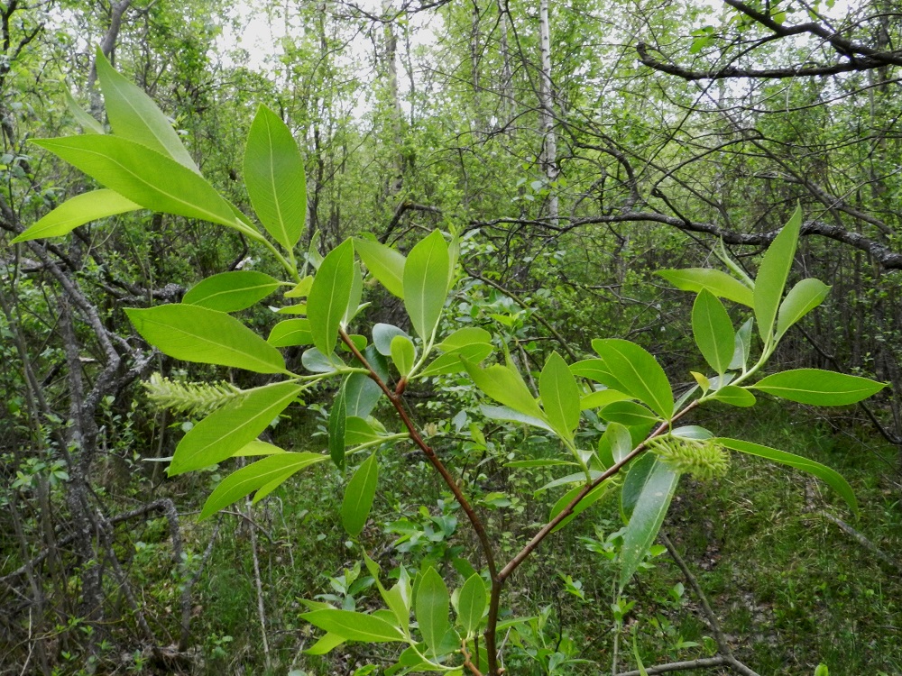 Salix pentandra - halavan nuoret oksat ovat punaruskeat, kiiltävät ja kaljut. Vuosikasvaimet ovat vihreät tai punertavat ja nuorten oksien tavoin kiiltävät ja kaljut. EH, Hämeenlinna, Luolaja, Hattelmalanjärven luoteispään laaja rantaneva- ja -viita-alue Hieronvainion peltoalueen pohjoiskärjen kohdalla, lähellä Aleksis Kiven katua, luonnonsuojelualueen laita, 31.5.2012. Copyright Hannu Kämäräinen.