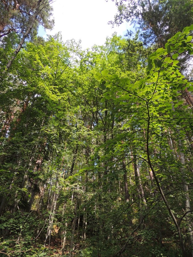 Tilia cordata - metsälehmus ei muodosta valtapuuna laajempia metsiä, vaan esiintyy yleisimmin yksittäispuina, puuryhminä tai kuvan tavoin tiheinäkin taimikkolaikkuina muiden puiden joukossa. Heikoimmilla ja varjoisimmilla kasvupaikoilla laji näyttää toisinaan jäävän pensaikkoasteelle, jolloin oksistoa voi levittäytyä lähes maarajassa ilman selvää latvustoa. EH, Asikkala, Kalkkinen, Kymijoen koillisrannalla olevan Virtovuoren jyrkältä kalliomäeltä rantaan laskeva, lehtoinen rinne, luonnonsuojelualue, 3.7.2013. Copyright Hannu Kämäräinen.