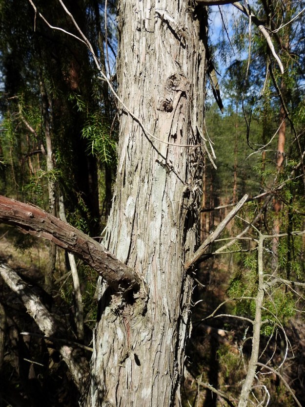 Juniperus communis subsp. communis - metsäkatajan puumaisen yksilön runko on harmaa tai harmaanruskea, aika ohutkuorinen ja pinnaltaan suikaleina hilseilevä. Se on tavallisesti noin 10-35 cm paksu, mutta voi iäkkäällä yksilöllä olla selvästi enemmänkin. EH, Janakkala, Vuortenkylä, Tunturinvuori, luonnonsuojelualue, harjun ylärinne lähellä lakea, 19.5.2022. Copyright Hannu Kämäräinen.