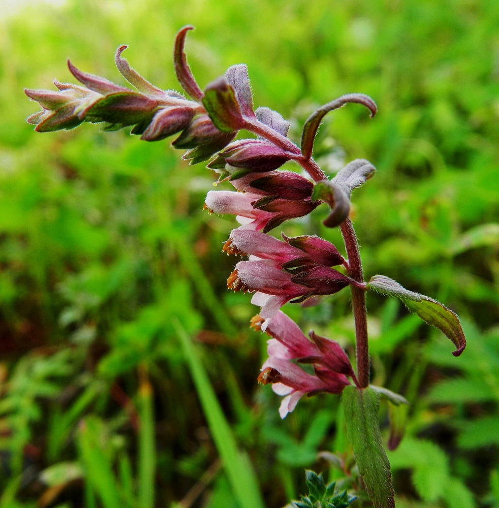 Odontites vulgaris - punasänkiön kukinto on varren ja haarojen kärkiosassa oleva, tähkämäinen, harsuhko ja toispuolinen terttu, jonka kukat ovat yksittäin tukilehtensä hangassa. Alimmatkin tukilehdet ovat yleensä enintään kukkien mittaiset. EH, Hämeenlinna, Majalahti, Louhoksentien varren maanläjitysalue, 9.8.2011. Copyright Hannu Kämäräinen.