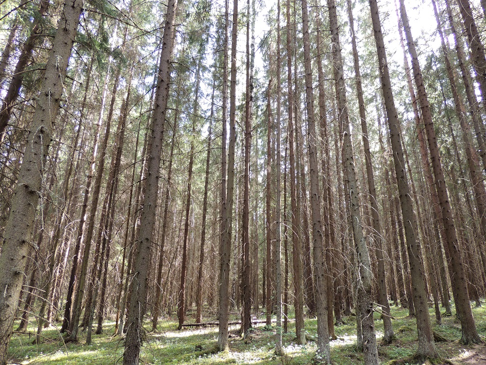 Picea abies - metsäkuusen valta-alalajin, euroopanmetsäkuusen, ikääntyvässä, tiheämmässä, suora- ja yksirunkoisessa kasvustossa ei näy vihreää muuten kuin ylöspäin katsomalla. Nuori, tiheä kuusikko varjostaa lähes täysin kasvupohjansa, ja valtaosa muusta kasvillisuudesta joutuu väistymään. Kun runkojen alemmat oksat kuolevat, valoa pääsee taas paremmin virtaamaan myös maanpinnalle. Metsien puustosta on laskettu olevan noin 36 % kuusta. Laji on tärkeä metsätaloudelle, ja sitä kaadetaan, hyödynnetään sekä myös istutetaan laajasti. Kuvassa oleva kuusikko ei ole talousmetsää. EH, Hämeenlinna, Sairio, Aulangonjärven eteläkulman lounaispuolinen kuusikko, 18.5.2014. Copyright Hannu Kämäräinen.