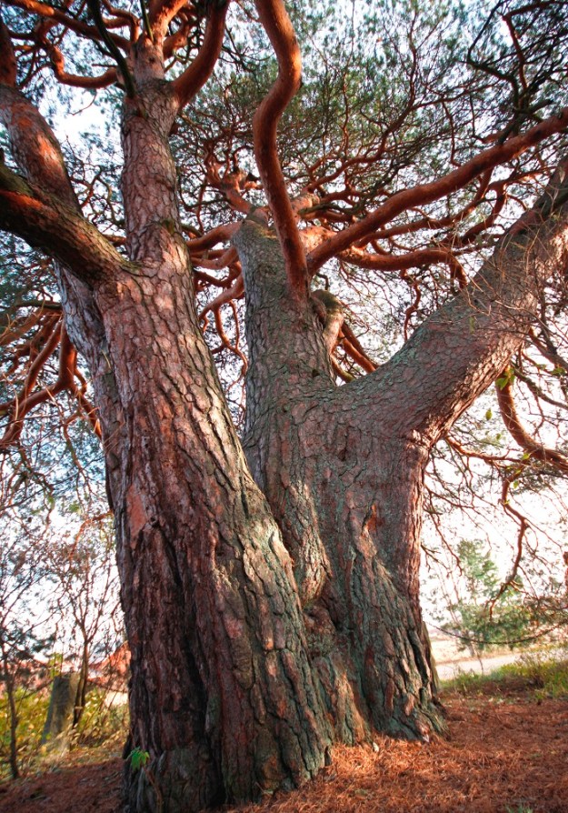 Pinus sylvestris - metsämännyn Suomen paksuin yksilö on juuri edellisessä kuvassa esitelty Keisarinmänty. Sen ympärysmitta 0,7 m:n korkeudella on 496 cm ja halkaisija näin ollen noin 158 cm. Normaalin mittakorkeuden tasolla, 1,3 metrissä, ympärysmitta on jo 548 cm, mutta mitan kasvu johtuu puun alkavasta haaroittumisesta. EH, Hämeenlinna, Pikku-Parola, Keltti, 22.10.2011. Copyright Hannu Kämäräinen.