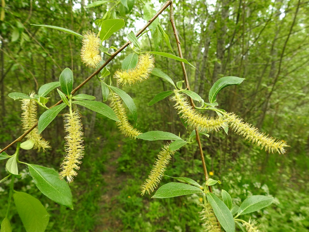 Salix pentandra - halava on muiden pajujen tavoin kaksikotinen ja kukinnoiltaan yksineuvoinen, eli hede- ja emikukat ovat eri kukinnoissa ja yksilöissä. Kukinnot ovat pitkäperäisiä, nuokkuvia, tasasoukkia ja pitkähköjä norkkoja, jotka ovat edellisen vuoden vuosikasvaimissa kierteisesti. Norkkoperä on monilehtinen ja jopa 4-6 cm pitkä. Se on pitempi kuin yhdelläkään muulla Pohjoismaiden luontaisella pajulajilla. Norkkoperän lehdet ovat muiden lehtien kaltaiset mutta pienemmät, kukinta-aikana yleensä noin 1,5-4 cm pitkät ja noin 0,5-1,5 mm leveät. EH, Kouvola, Kuusankoski, Lamminrannan ja Kasakkakallion välissä, Ahlmanintien lounaispuolella oleva Savonsuon alue lähellä junarataa, 11.6.2017. Copyright Hannu Kämäräinen.