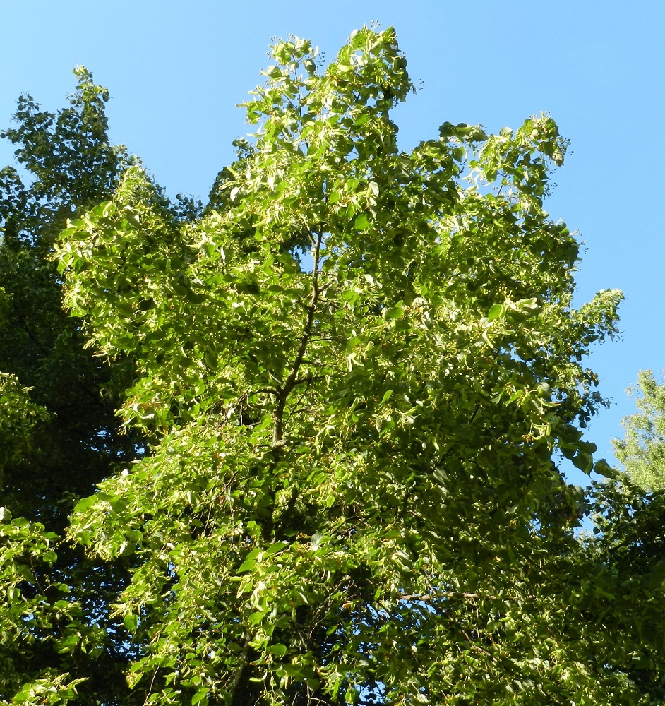 Tilia cordata - metsälehmuksen kukinta-aika on Suomen luontaisten puulajien myöhäisin ja ajoittuu heinäkuulle. Kukinta on varsinkin valoisammilla paikoilla hyvinkin runsasta, ja elokuulle tultaessa puut voivat olla tulvillaan kehittyviä hedelmiä. EH, Hattula, Sattula, Lehijärven etelärannan metsä Sattulantien varressa, 4.8.2011. Copyright Hannu Kämäräinen.