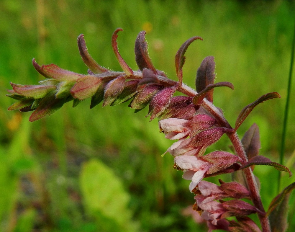 Odontites vulgaris - punasänkiön kukinnon latvaosa on aluksi nuokkuva. Kukkien tukilehdet ovat lähinnä puikeahkot, matalahampaiset ja molemmin puolin lyhytkarvaiset sekä yleensä noin 5-13 mm pitkät ja leveimmältä kohtaa noin 1,5-4 mm leveät. Ne ovat kukinnon kärkiosassa usein enemmän tai vähemmän sinipunertavat. Kukkaperä on noin 1-2 mm pitkä. Verhiö on kellomainen, tavallisesti noin 5-6 mm pitkä, kärjestään neliliuskainen ja tiheästi lyhytkarvainen sekä vihreä- tai punasävyinen. Kärkiliuskat ovat terävän kolmiomaiset, ja niiden osuus verhiön pituudesta on yleensä noin 2-3 mm. EH, Hämeenlinna, Majalahti, Louhoksentien varren maanläjitysalue, 9.8.2011. Copyright Hannu Kämäräinen.