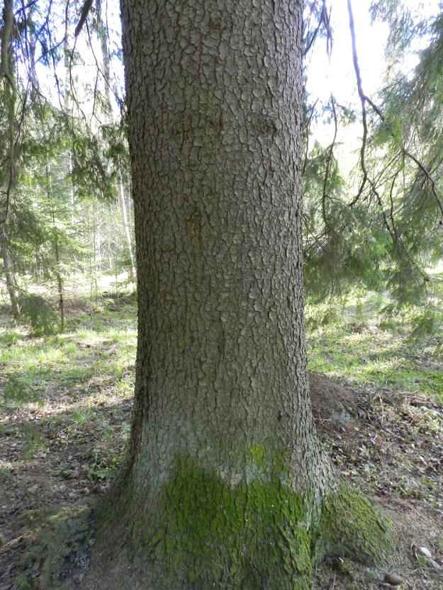 Picea abies - metsäkuusen runko on harmaanruskea, kuoreltaan ohuehko, karhea ja mosaiikkimaisesti hilseilevä sekä tavallisesti noin 25-75 cm paksu. Runko voi iäkkäillä puilla joskus levetä jopa yli metrin paksuiseksi. EH, Hämeenlinna, Loimalahti, Alajärven Tervaniemi, niemen tyviosan metsäalue, 13.5.2012. Copyright Hannu Kämäräinen.