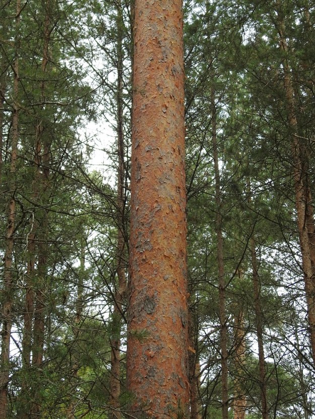 Pinus sylvestris - metsämännyn runko on väriltään varmaan sukunsa kaunein. Se on kaksivärinen. Rungon ylempi osa, haarat ja vanhemmat oksat ovat punertavan- tai kellertävänruskeat, sileähköt, ohutkuoriset ja liuskoina hilseilevät. EH, Hämeenlinna, Voutila, Myllyoja, Sammontien varrella olevan mäntykankaan laide, 4.10.2025. Copyright Hannu Kämäräinen.