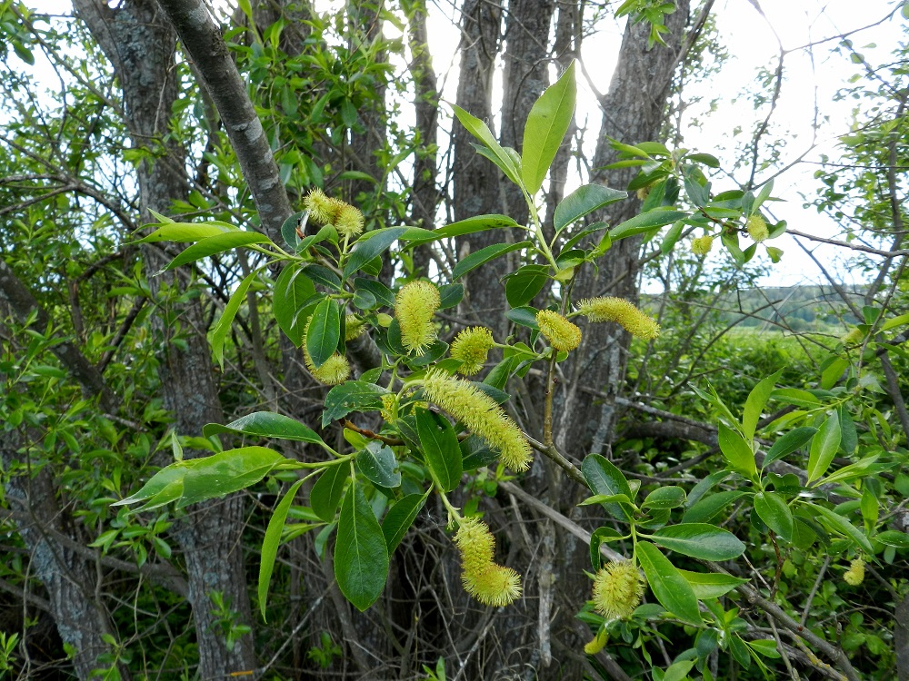 Salix pentandra - halavan hedenorkot ovat tiheät, tavallisesti noin 30-60 mm pitkät ja noin 10-15 mm leveät. EH, Hämeenlinna, Vuorentaka, Hämeen Härkätien (tie 2855) varren laaja peltoaukea, Tauru-Peltolan tilan lounaispuolen pelto-ojan laide, 6.6.2012. Copyright Hannu Kämäräinen.
