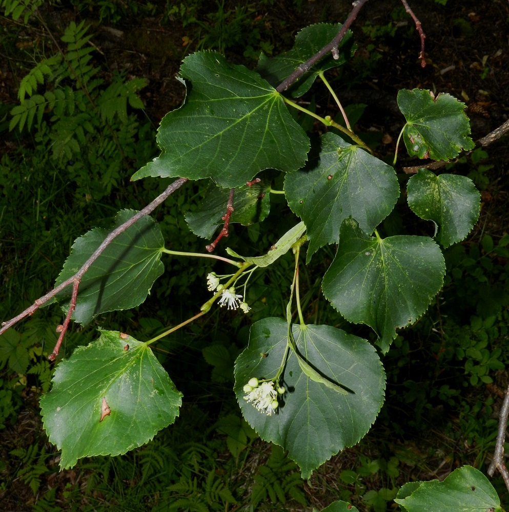 Tilia cordata - metsälehmuksen kukinnot ovat lehtihankaiset, viuhkomaiset, tuoksuvat ja medelliset sekä hyönteispölytteiset. Kukintoperä on noin 4-7 cm pitkä ja osittain yhdiskasvuinen kookkaan, siipimäisen tukilehden kanssa. EH, Hämeenlinna, Aulanko, luonnonsuojelualue, Joutsenlammen kaakkoispuolinen rantametsä, 25.7.2012. Copyright Hannu Kämäräinen.