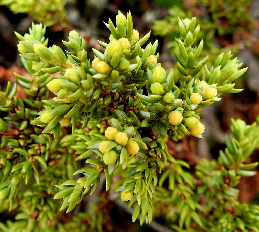 Juniperus communis subsp. nana - lapinkatajan neulaset ovat teräväkärkiset ja leveätyviset. Niiden yläpinnalla on leveä, harmahtava tai siniharmaa ilmarakojuova. Lapinkataja on tuulipölytteinen ja kaksikotinen laji, eli hede- ja emikukat ovat eri yksilöissä. Kukinta-aika on kesäkuussa mutta voi kolean kevään vuoksi, kuten kuvausvuonna 2025, tunturialueilla siirtyä heinäkuun alkupuolellekin. Hedekukinnot ovat useimmiten allekkain tiiviissä ryhmissä. EnL, Enontekiö, Kilpisjärvi, Saanan luoteispuolen alapaljakan tunturikangas Saanajärven polun varrella, n. 620 m mpy, 4.7.2025. Copyright Hannu Kämäräinen.