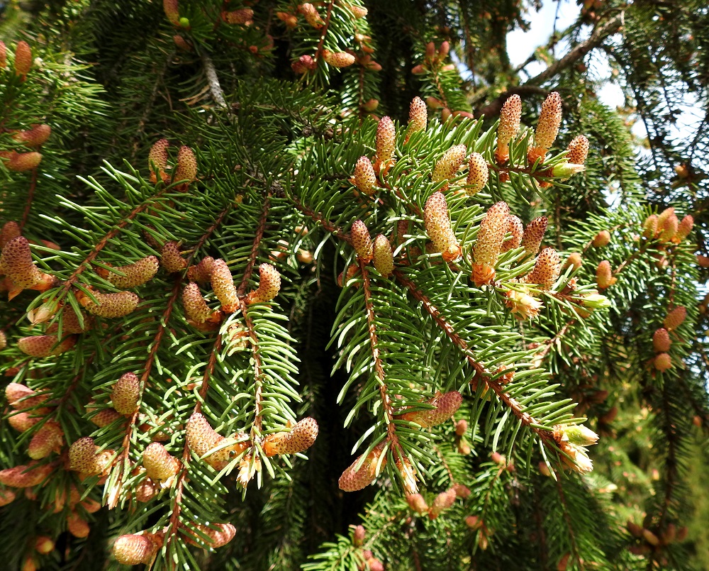 Picea abies - metsäkuusi on tuulipölytteinen ja yksikotinen puu, joka kukkii touko-kesäkuussa. Kukinnot ovat yksineuvoisia eli hede- ja emikukat ovat eri kukinnoissa. Hedekukinnot ovat useimmiten tiiviissä ryhmissä, ja ne ovat kukkiessaan keltaisia tai punertavankeltaisia. Ponnet ovat keltaiset, ja ne tuottavat suunnattomia määriä keltaisena pölynä leviävää siitepölyä. EH, Hämeenlinna, Loimalahti, Hirsimäki, Hirsimäenkadun ja Kämmekkätien kulmauksessa oleva metsikkö, 18.5.2021. Copyright Hannu Kämäräinen.