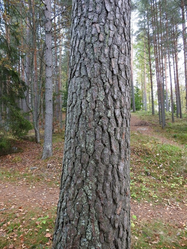 Pinus sylvestris - metsämännyn rungon alaosa on harmaanruskea, paksukaarnainen ja mosaiikkimaisesti syväuurteinen. EH, Hämeenlinna, Voutila, Myllyoja, Sammontien varrella olevan mäntykankaan laide, 4.10.2025. Copyright Hannu Kämäräinen.