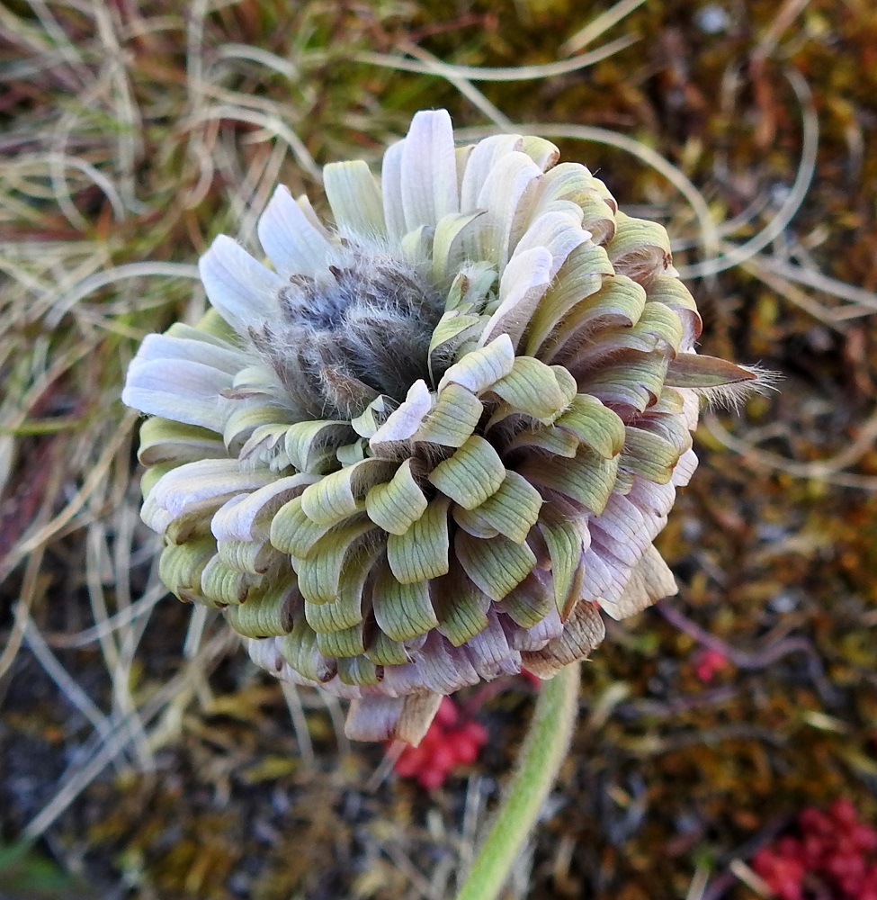Pulsatilla pratensis - ahokylmänkukan poikkeava kukkiminen jatkui myös keväällä 2025. Koska "mutanttikukan" kaikki lisääntymiselimet ovat muuntautuneet lehdiksi, pölytystä ja hedelmöittymistä ei tapahdu. Kukinta vain jatkuu kunnes päättyy kukan lakastumiseen ja kuivumiseen. 20.5.2025. Copyright Hannu Kämäräinen.