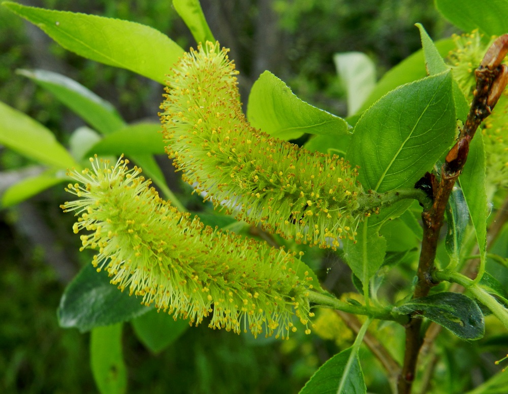 Salix pentandra - halavan hedekukat ovat kehättömät, mesinystyiset ja sijaitsevat norkkosuomujen hangassa. Heteitä on lähes aina viisi, mutta norkon alimmissa kukissa heteiden määrä voi vaihdella useimmiten kolmesta kahdeksaan. Palhot ovat valkoiset, tyviosaltaan pitkäkarvaiset ja noin 2-4 mm pitkät. Pyöreähköt ponnet ovat keltaiset. Norkkosuomut ovat lähes tasasoukat tai kapean vastapuikeat, vihertävät tai kellanvalkoiset ja tiheäkarvaiset. Hedenorkkojen suomut ovat noin 2-3 mm pitkät ja noin 1-1,2 mm leveät. EH, Hämeenlinna, Vuorentaka, Hämeen Härkätien (tie 2855) varren laaja peltoaukea, Tauru-Peltolan tilan lounaispuolen pelto-ojan laide, 6.6.2012. Copyright Hannu Kämäräinen.