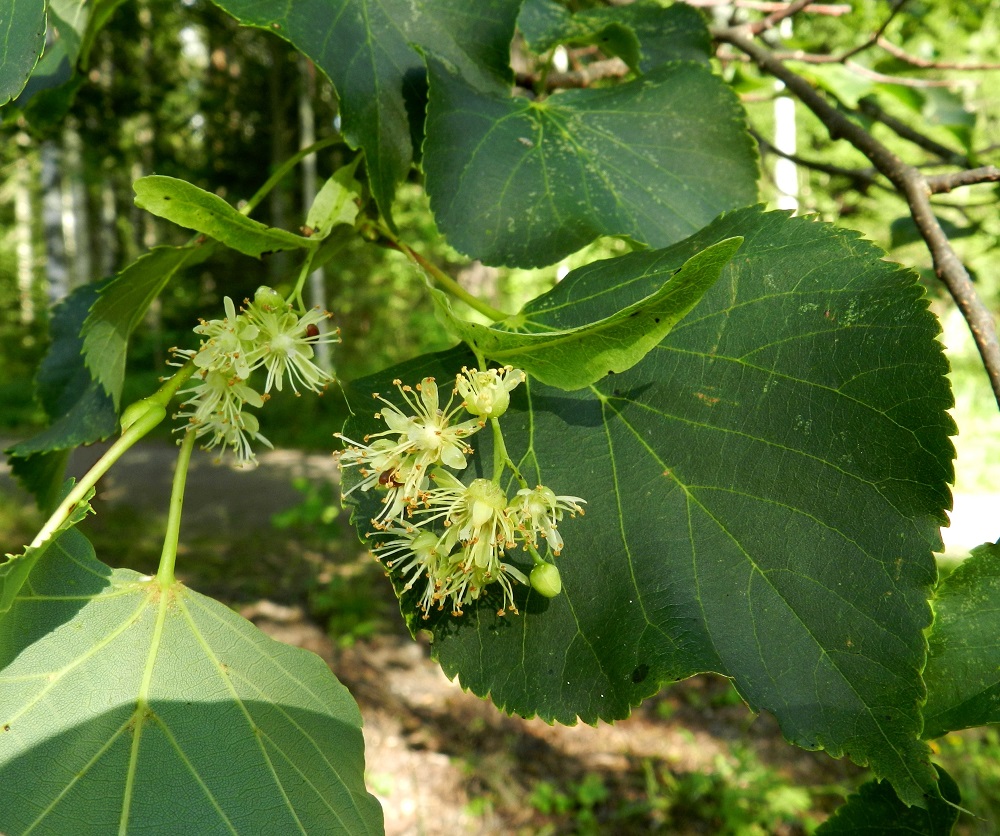 Tilia cordata - metsälehmuksen kukinto on useimmiten 4-15-kukkainen ja noin 3-6 cm leveä. Kukintoperässä oleva tukilehti on suikeahko, kellanvihreä ja tavallisesti noin 4-8,5 cm pitkä ja leveimmältä kohtaa noin 1-2 cm leveä. EH, Hämeenlinna, Aulanko, luonnonsuojelualue, Joutsenlammen kaakkoispuolinen rantametsä, 25.7.2012. Copyright Hannu Kämäräinen.