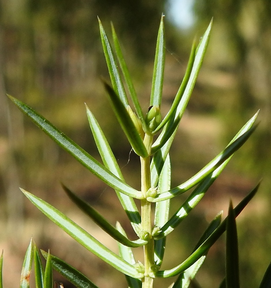 Juniperus communis subsp. communis - metsäkatajan neulaset ovat pitkäsuippuisen ja pistävän teräväkärkiset sekä leveätyviset. Neulasen yläpinnalla on leveä, valkoinen tai lähes valkoinen ilmarakojuova. EH, Janakkala, Vuortenkylä, Tunturinvuori, luonnonsuojelualue, harjun ylärinne lähellä lakea, 19.5.2022. Copyright Hannu Kämäräinen.