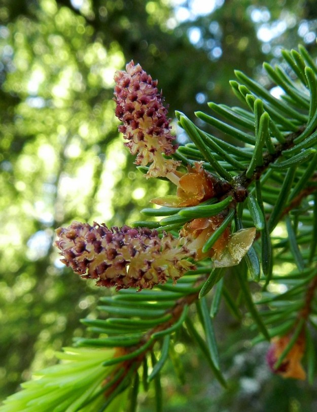 Picea abies - metsäkuusen hedekukinto on pitkulaisen käpymäinen, yleensä pysty, lyhytperäinen ja noin 10-15 mm pitkä sekä noin 5-7 mm leveä. Kukinnon tyvellä säilyy kaulusmaisesti joukko kukintoaihioita suojanneita silmusuomuja. Hedelehtien eli suomujen kärkiosa on lähes puolipyöreä ja epäsäännöllisen hammaslaitainen, kun taas tyvi on jyrkästi kapeneva. Suomut ovat noin 2 mm pitkät ja kärkiosastaan noin 1-1,5 mm leveät. EH, Janakkala, Rastila, Kalpalinnan harjualueen luoteispää, Sälilammen ja Likolammen välinen harjumaasto, 26.5.2012. Copyright Hannu Kämäräinen.