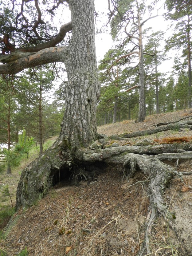 Pinus sylvestris - metsämännyllä on paksu ja maahan porautuva paalujuuri. Muu juuristo levittäytyy lähes vaakatasossa syvemmissä sekä lähempänä maanpintaa olevissa kerroksissa noin oksiston leveydelle tai kauemmaksikin. Varsinkin vanhemmiten juuristoa myös tunkee näkyviin pitkin maanpintaa. Paalujuuren ansiosta mänty kestää hyvin koviakin tuulia ja kykenee seisomaan, vaikka osa sen alla olevasta maasta vyöryisi pois. U, Hanko, niemen etelärannikko, Lappohja, Koverharintien kaakkoispuolella oleva Tvärminne Storfjärdenin merenlahden rantatöyräs Lappvikmalmarnan kohdalla, 19.6.2012. Copyright Hannu Kämäräinen.