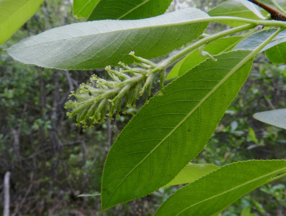 Salix pentandra - halavan eminorkot ovat kukkiessaan useimmiten noin 20-30 mm pitkät ja noin 5-7 mm leveät. Emikukat ovat kehättömät, mesinystyiset ja sijaitsevat norkkosuomujen hangassa. Emikukassa on noin 1 mm pitkä perä, jonka kärjessä on noin 2-2,5 mm pitkä, kapea, kärkeä kohti suippeneva ja kalju sikiäin. Sen kärjessä on noin 0,5 mm pitkä vartalo ja kaksi yleensä keltaista, noin 0,5 mm pitkää sekä kaksijakoista luottia. EH, Hämeenlinna, Luolaja, Hattelmalanjärven luoteispään laaja rantaneva- ja -viita-alue Hieronvainion peltoalueen pohjoiskärjen kohdalla, lähellä Aleksis Kiven katua, luonnonsuojelualueen laita, 31.5.2012. Copyright Hannu Kämäräinen.