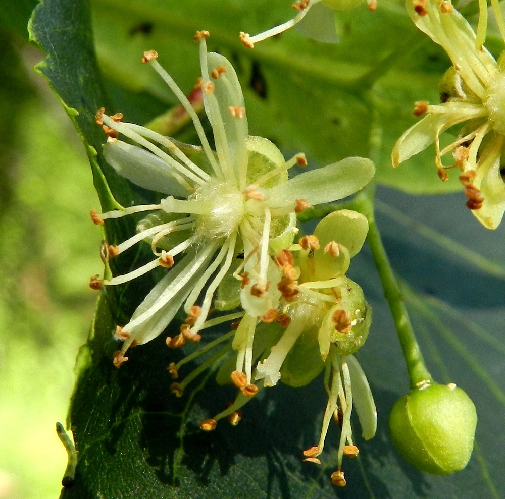 Tilia cordata - metsälehmuksen kukat ovat kaksineuvoiset. Teriö on viisilehtinen ja tavallisesti noin 15-18 mm leveä. Terälehdet ovat valkoiset tai kellanvalkoiset, kapean vastapuikeat ja pyöreähköpäiset. Ne ovat useimmiten noin 6-8 mm pitkät ja leveimmältä kohtaa noin 1,5-2 mm leveät. Heteitä on yleisimmin 20-30, ja ne ovat noin 6-9 mm pitkät. Sikiäin on kehänpäällinen, pallomainen, tiheästi valkokarvainen ja läpimitaltaan noin 2 mm. Sikiäimen kärjessä oleva emin vartalo luotteineen on noin 4-5 mm pitkiä, ja luotti on lyhyesti viisihaarainen. EH, Hämeenlinna, Aulanko, luonnonsuojelualue, Joutsenlammen kaakkoispuolinen rantametsä, 25.7.2012. Copyright Hannu Kämäräinen.