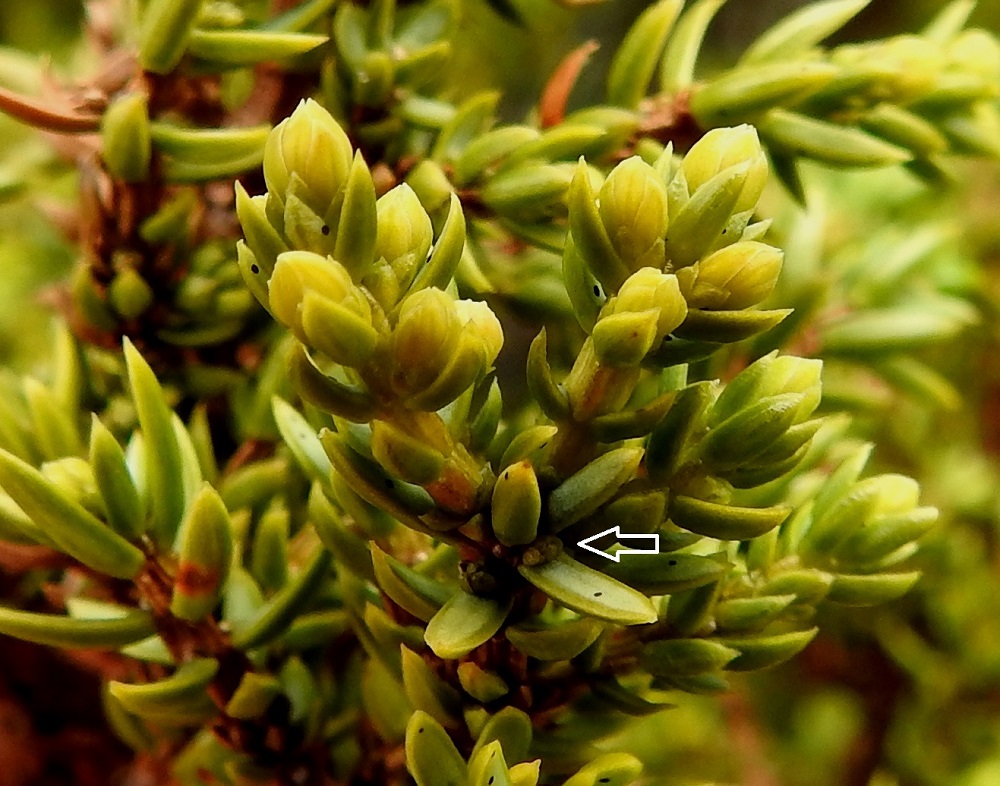 Juniperus communis subsp. nana - lapinkatajan emikukinto on pyöreähkö tai pitkänpyöreä, pysty ja sijaitsee lähes huomaamattomasti edellisen vuoden vuosikasvainten neulashangassa, kukintoaihioita suojanneiden silmusuomujen keskellä (nuoli). Se on kukkiessaan perätön, vihreä, noin 2 mm pitkä ja noin 1 mm leveä. Vastapuhjenneet lehtineulaset ovat aluksi useimmiten kellanvihreät. EnL, Enontekiö, Kilpisjärvi, Saanan luoteispuolen alapaljakan tunturikangas Saanajärven polun varrella, n. 620 m mpy, 4.7.2025. Copyright Hannu Kämäräinen.