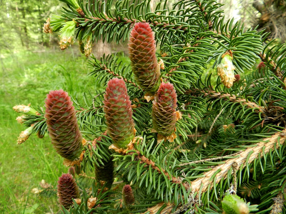Picea abies - metsäkuusen emikukinto on pitkulaisen käpymäinen, pysty, perätön ja kukkiessaan punainen sekä noin 25-30 mm pitkä ja noin 13-15 mm leveä. Kukinnot ovat yksittäin oksien ja niiden haarojen kärjessä, ja niiden tyvellä säilyy kaulusmaisesti joukko kukintoaihioita suojanneita silmusuomuja. Käpysuomut eli emilehdet ovat kukintavaiheessa pystyasentoiset ja yläosastaan raollaan valmiina vastaanottamaan tuulen kuljettamaa siitepölyä. Ne ovat lähinnä leveän vastapuikeat, pyöreähköpäiset, noin 5-7 mm pitkät ja kärkiosastaan noin 3-4 mm leveät. EH, Asikkala, Hillilä, Syrjänsuppien lounaispuolinen metsäalue, 7.6.2012. Copyright Hannu Kämäräinen.