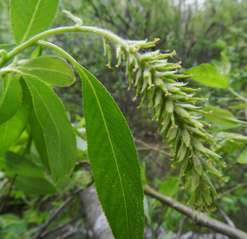 Salix pentandra - halavan norkkoperä on tyviosastaan kalju ja kärkiosastaan sekä norkkorangastaan tiheäkarvainen. Myös eminorkkojen suomut ovat lähes tasasoukat tai kapean vastapuikeat, vihertävät tai kellanvalkoiset ja tiheäkarvaiset. Ne ovat noin 3-5 mm pitkät, noin 1-1,2 mm leveät ja nystykärkiset. Norkkosuomut karisevat heti kukinnan jälkeen. EH, Hämeenlinna, Luolaja, Hattelmalanjärven luoteispään laaja rantaneva- ja -viita-alue Hieronvainion peltoalueen pohjoiskärjen kohdalla, lähellä Aleksis Kiven katua, luonnonsuojelualueen laita, 31.5.2012. Copyright Hannu Kämäräinen.
