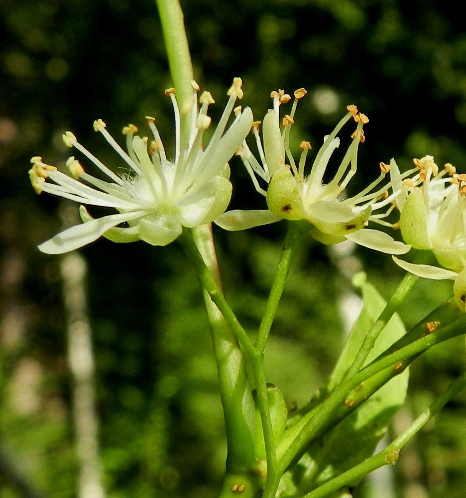 Tilia cordata - metsälehmuksen kukinto on pystyhkö. Kukintoperästä tai viuhkohaaroista lähtevät kukkaperät ovat yleensä noin 6-10 mm pitkät ja kukintoperän sekä viuhkohaarojen kanssa kaljut. Kukan verhiö on viisilehtinen. Verholehdet ovat kapeanpuikeat, lyhyen suippokärkiset, paksuhkot ja kellanvihreät sekä sisäpinnaltaan karvaiset. Ne ovat yleensä noin 4-7 mm pitkät ja leveimmältä kohtaa noin 2-2,5 mm leveät. EH, Hämeenlinna, Aulanko, luonnonsuojelualue, Joutsenlammen kaakkoispuolinen rantametsä, 25.7.2012. Copyright Hannu Kämäräinen.