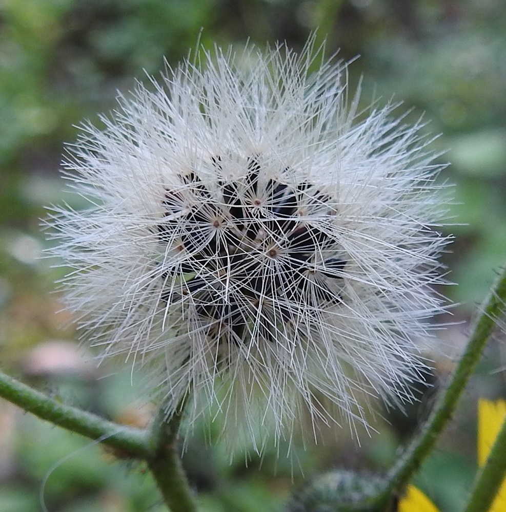 Hieracium sect. Hieracium - salokeltanoiden kukinnan jälkeen kukintomykerö painuu pysyvästi suppuun, kunnes hedelmistön kypsyttyä avautuu haiven- ja pähkyläpalloksi. Kuvassa oleva laji on mustasalokeltano, H. lateriflorum. EH, Hämeenlinna, Loimalahti, rehevä kangasmetsä Tervaniemen ulkoilureitin varressa, Kolkanmäen ja Tervaniemen välillä, 12.7.2025. Copyright Hannu Kämäräinen.